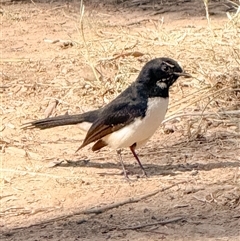 Rhipidura leucophrys at Orangeville, NSW - 17 Apr 2025 10:33 AM