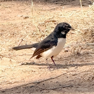 Rhipidura leucophrys at Orangeville, NSW - 17 Apr 2025 10:33 AM