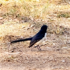 Rhipidura leucophrys at Orangeville, NSW - 17 Apr 2025 10:33 AM