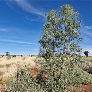 Unverified Other Tree at Yulara, NT - Today by trevorpreston