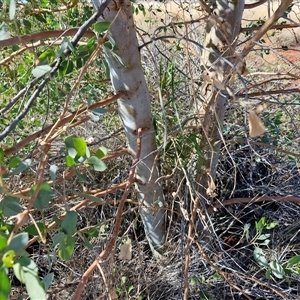 Eucalyptus sp. at Yulara, NT - 17 Apr 2025 09:54 AM