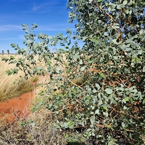Eucalyptus sp. at Yulara, NT - 17 Apr 2025 09:54 AM