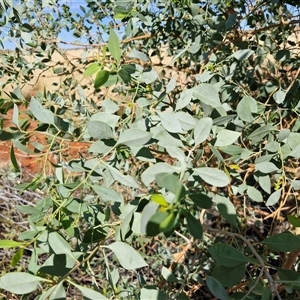 Eucalyptus sp. at Yulara, NT - 17 Apr 2025 09:54 AM