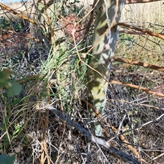 Eucalyptus sp. at Yulara, NT - 17 Apr 2025 09:54 AM