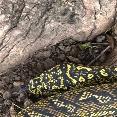 Morelia spilota at Lorne, NSW - 16 Apr 2025 by Butlinz