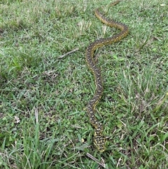 Morelia spilota at suppressed - suppressed