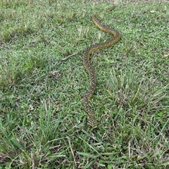 Morelia spilota at suppressed - suppressed