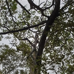 Unverified at suppressed - suppressed