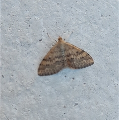 Scopula rubraria (Reddish Wave, Plantain Moth) at Acton, ACT - Today by VanceLawrence