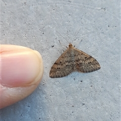 Scopula rubraria at Acton, ACT - 17 Apr 2025 08:37 AM