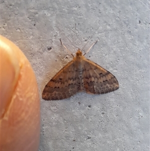 Scopula rubraria at Acton, ACT - 17 Apr 2025 08:37 AM
