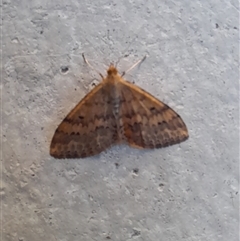 Scopula rubraria at Acton, ACT - 17 Apr 2025 08:37 AM