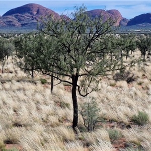 Allocasuarina decaisneana at Petermann, NT - Today by trevorpreston