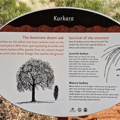 Allocasuarina decaisneana at Petermann, NT - 17 Apr 2025 09:24 AM