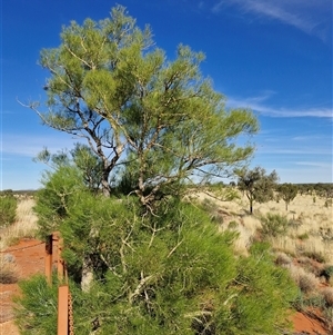 Unverified Other Tree at Petermann, NT - Today by trevorpreston
