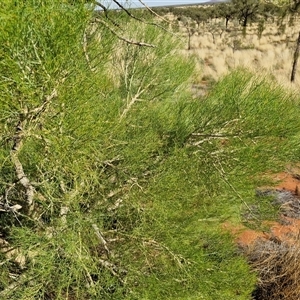 Gyrostemon ramulosus at Petermann, NT - 17 Apr 2025 09:23 AM