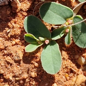 Euphorbia sp. at Petermann, NT - 17 Apr 2025 09:18 AM