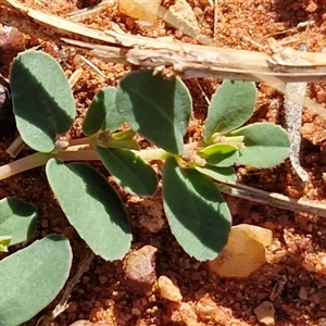 Euphorbia sp. at Petermann, NT - 17 Apr 2025 09:18 AM