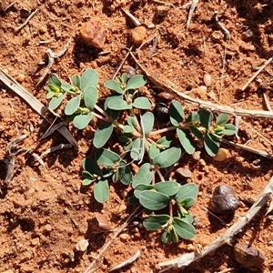Euphorbia sp. at Petermann, NT - 17 Apr 2025 09:18 AM