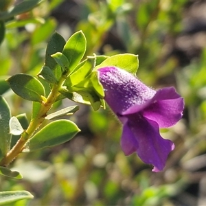 Eremophila willsii at Petermann, NT - 17 Apr 2025 09:18 AM