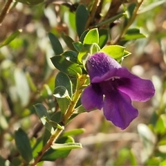 Eremophila willsii at Petermann, NT - 17 Apr 2025 09:18 AM