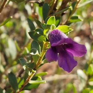 Eremophila willsii at Petermann, NT - 17 Apr 2025 09:18 AM