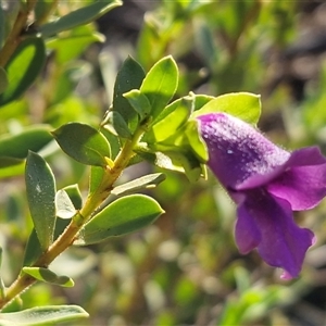 Eremophila willsii at Petermann, NT - 17 Apr 2025 09:18 AM