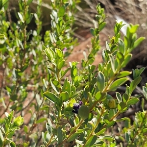 Eremophila willsii at Petermann, NT - 17 Apr 2025 09:18 AM
