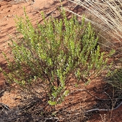 Eremophila willsii at Petermann, NT - 17 Apr 2025 09:18 AM