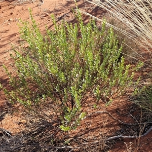 Eremophila willsii at Petermann, NT - 17 Apr 2025 09:18 AM
