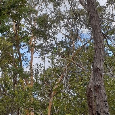 Eucalyptus sp. at Copmanhurst, NSW - 10 Jan 2025 by MazzV