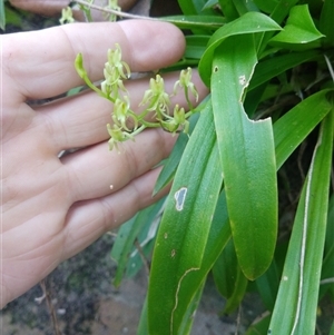 Cestichis reflexa at Lower Mangrove, NSW - suppressed