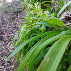 Cestichis reflexa at Lower Mangrove, NSW - suppressed