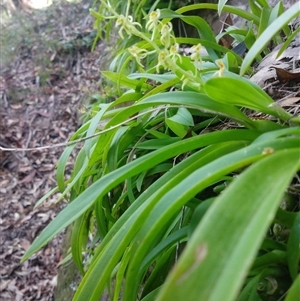 Cestichis reflexa at Lower Mangrove, NSW - suppressed