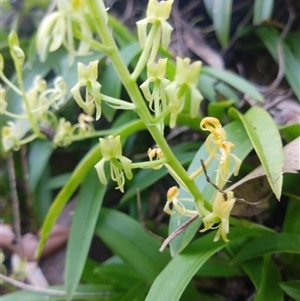 Cestichis reflexa at Lower Mangrove, NSW - suppressed