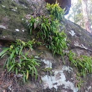 Cestichis reflexa at Lower Mangrove, NSW - suppressed
