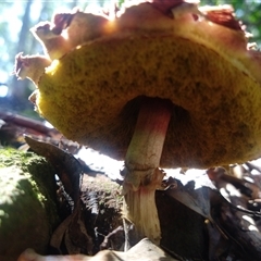 Boletellus sp. (genus) at Lower Mangrove, NSW - 14 Apr 2025 01:41 PM