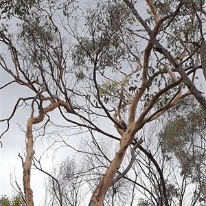 Eucalyptus sp. by MazzV