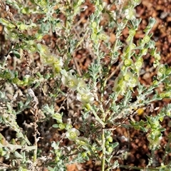 Maireana villosa at Petermann, NT - 17 Apr 2025 09:17 AM