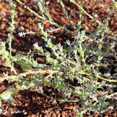 Maireana villosa at Petermann, NT - 17 Apr 2025 09:17 AM