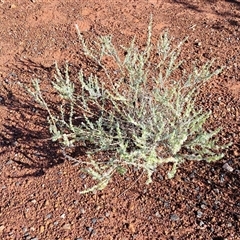 Maireana villosa at Petermann, NT - 17 Apr 2025 09:17 AM