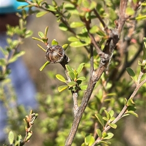 Leptospermum myrtifolium at Windellama, NSW - Yesterday by JaneR