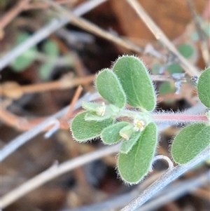 Euphorbia centralis at Petermann, NT - 17 Apr 2025 08:13 AM