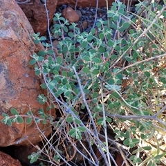 Euphorbia centralis at Petermann, NT - 17 Apr 2025 08:13 AM