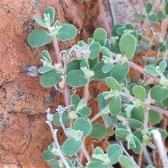 Euphorbia centralis at Petermann, NT - 17 Apr 2025 08:13 AM