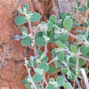 Euphorbia centralis at Petermann, NT - 17 Apr 2025 08:13 AM