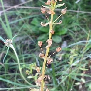 Gratiola pedunculata at Windellama, NSW - Yesterday by JaneR