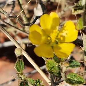 Unverified Other Shrub at Petermann, NT - Today by trevorpreston