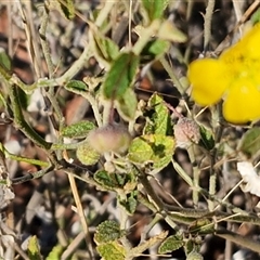Sida (Genus) at Petermann, NT - 17 Apr 2025 08:09 AM