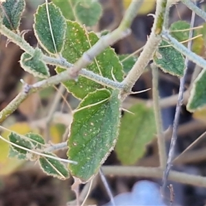 Sida (Genus) at Petermann, NT - 17 Apr 2025 08:09 AM
